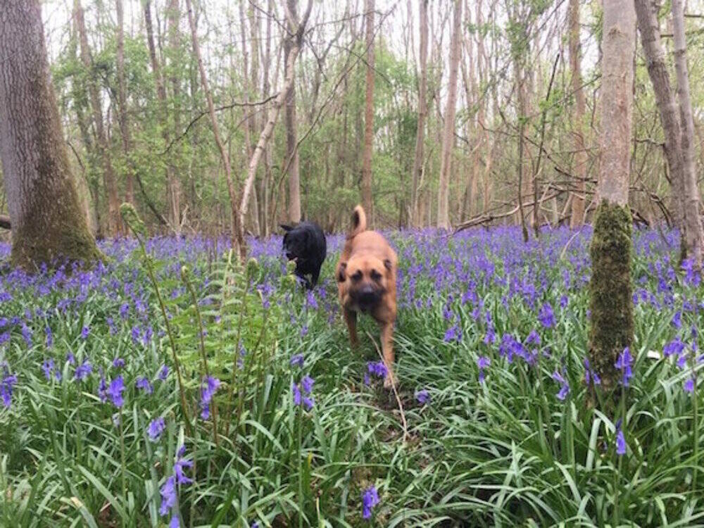 Bluebells at Wolford Wood