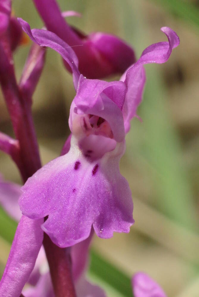 Orchids at Wolford Wood - Species spotted today included common twayblade, spotted orchids and purple orchids