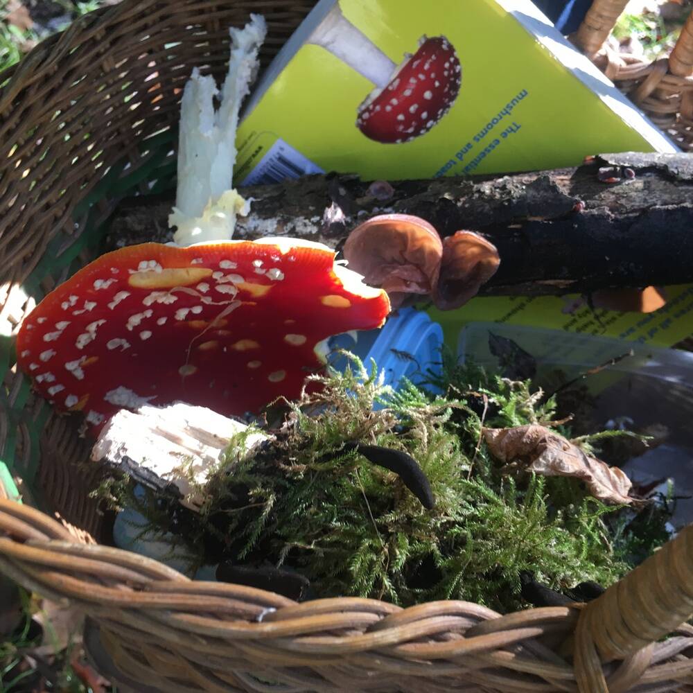 The Great Fungus and Mushroom Foray October  2018 