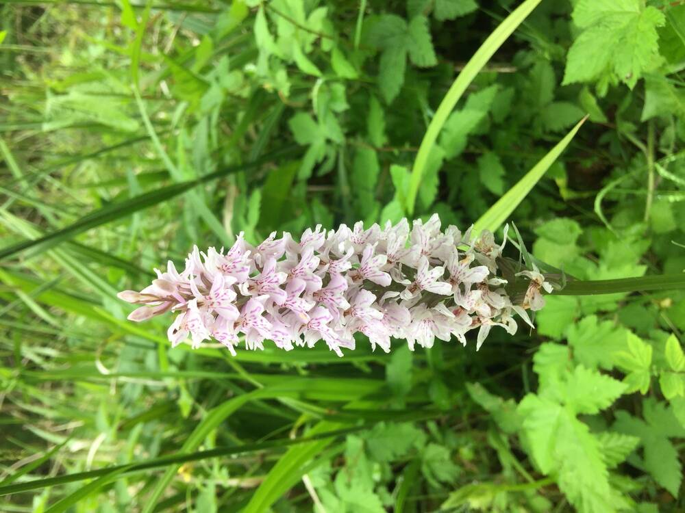 Spotted Orchids 