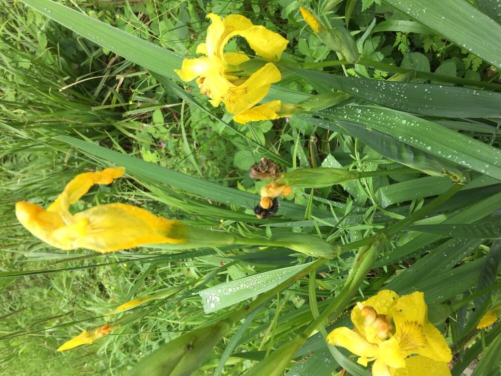 Yellow Flag Iris and Bee🐝 In the woodland 