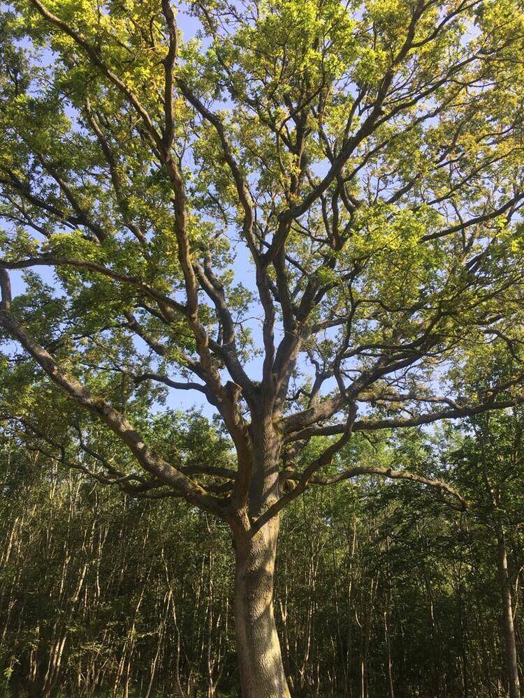 Mother Oak