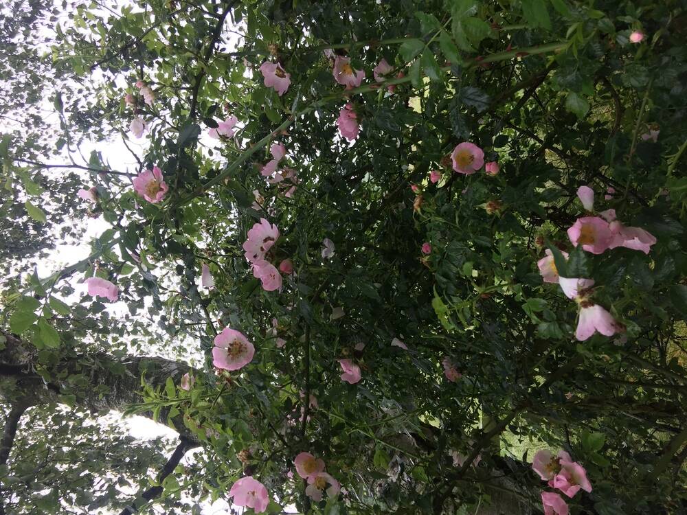 Dog Rose 