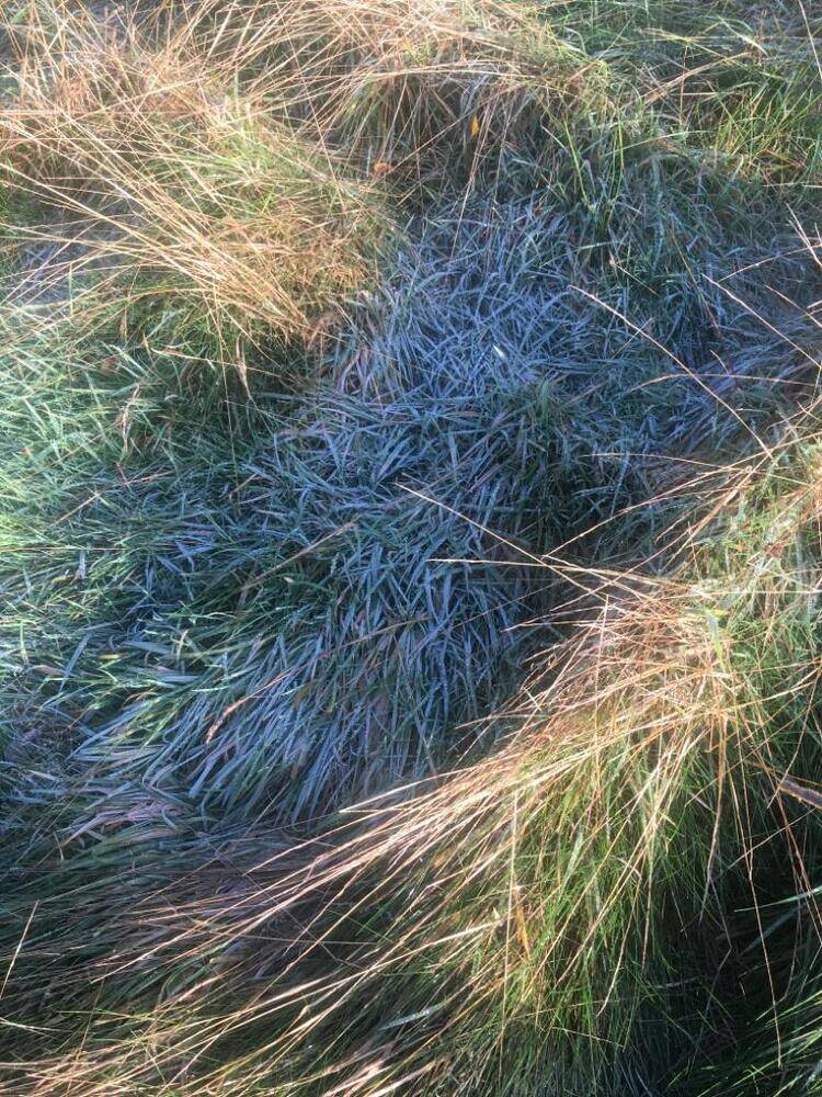 First morning frost spotted at Wolford Wood