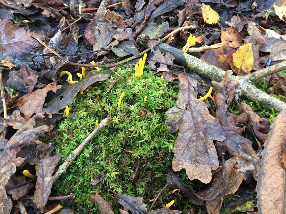 Clavulinopsis fusiformis commonly known as golden spindles 