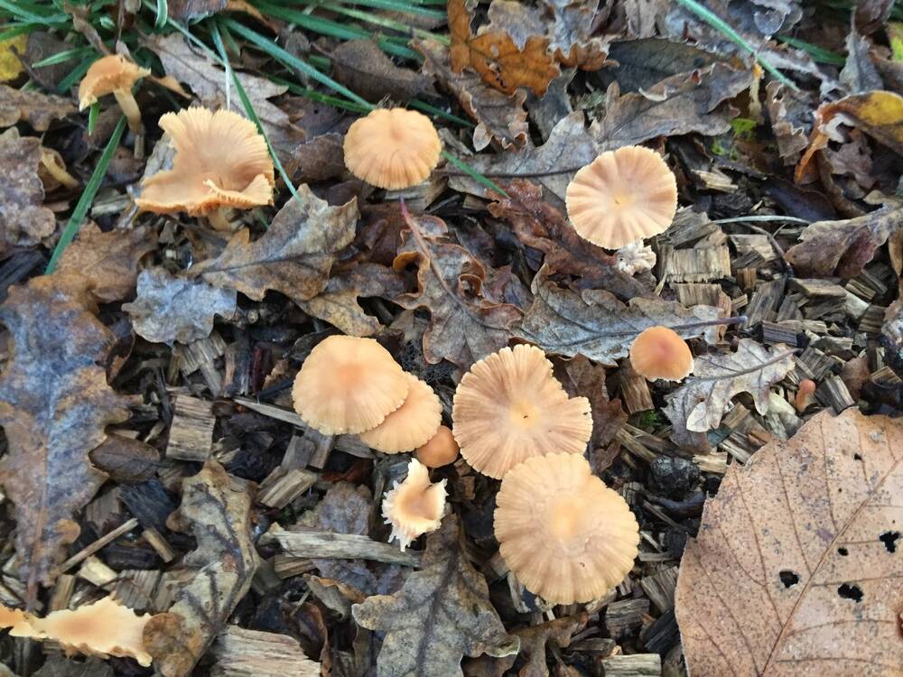 Fungi at Wolford Wood