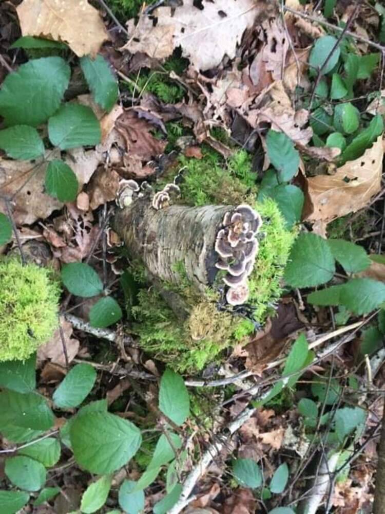 Fungi