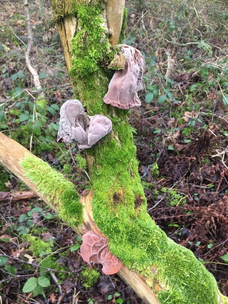 Fungi