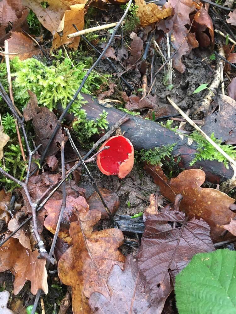 Scarlet cup fungus