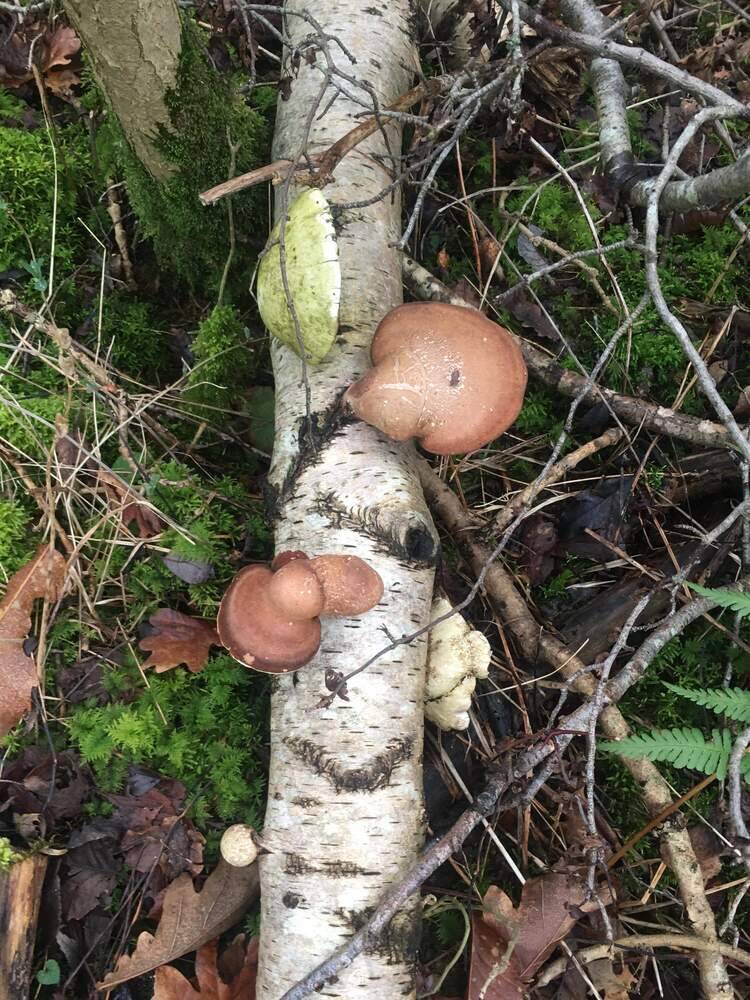 Polypores