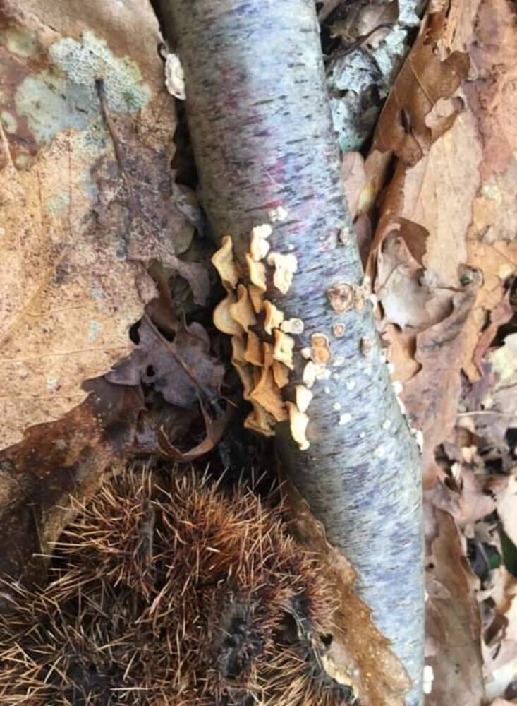 Fungi