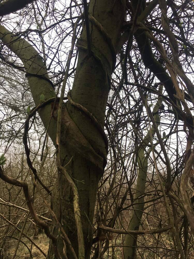 Tree vines