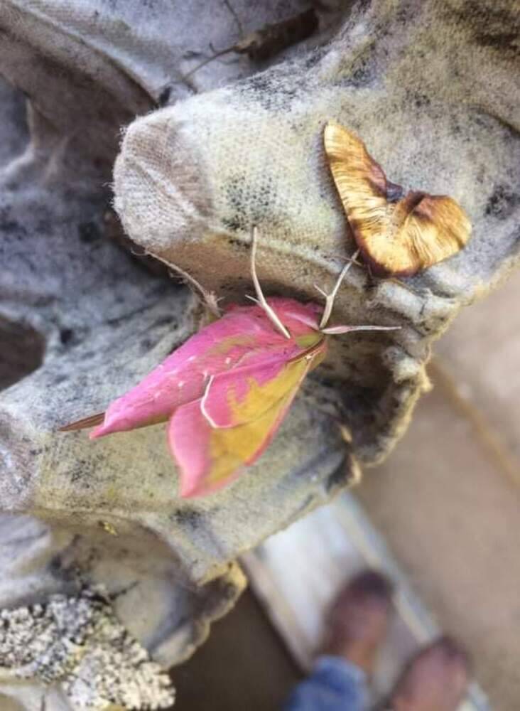 Moths