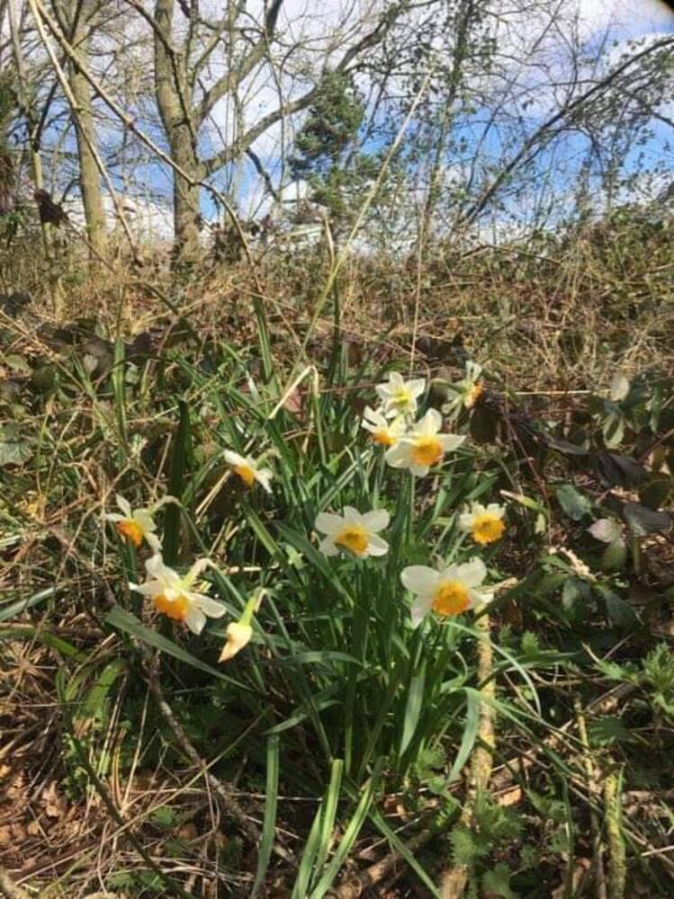 Daffodils