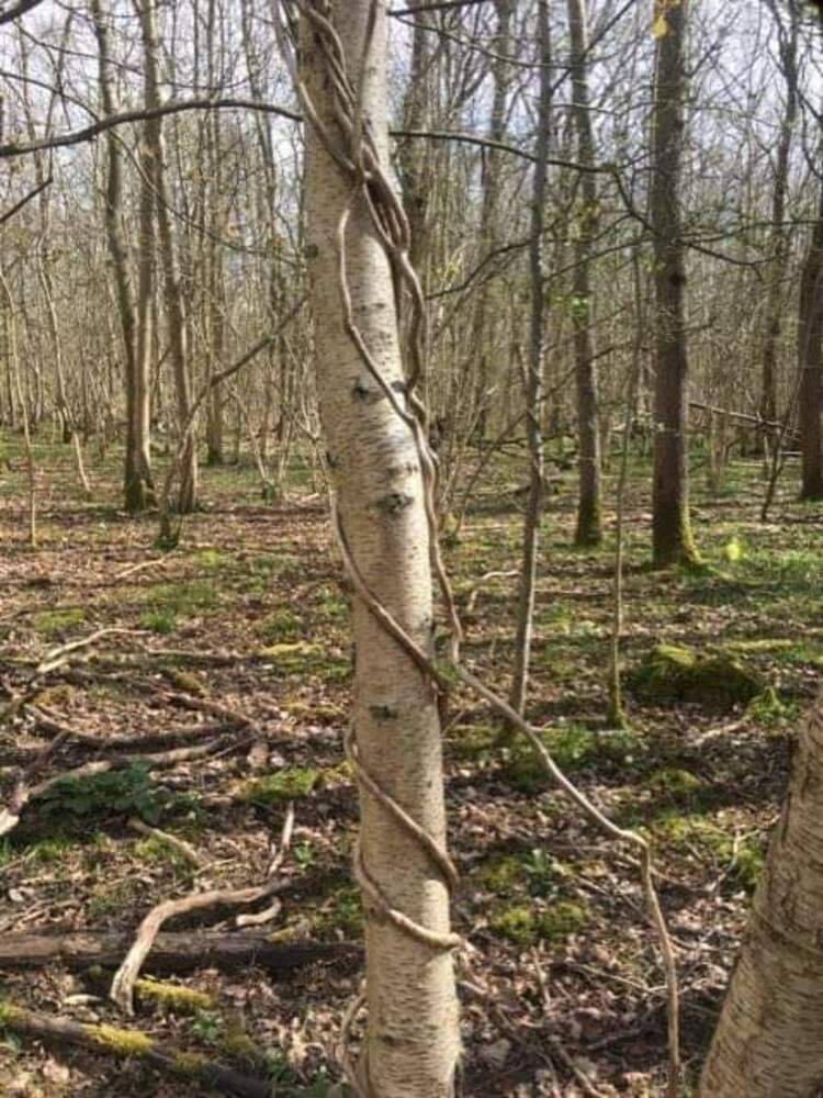 Vines