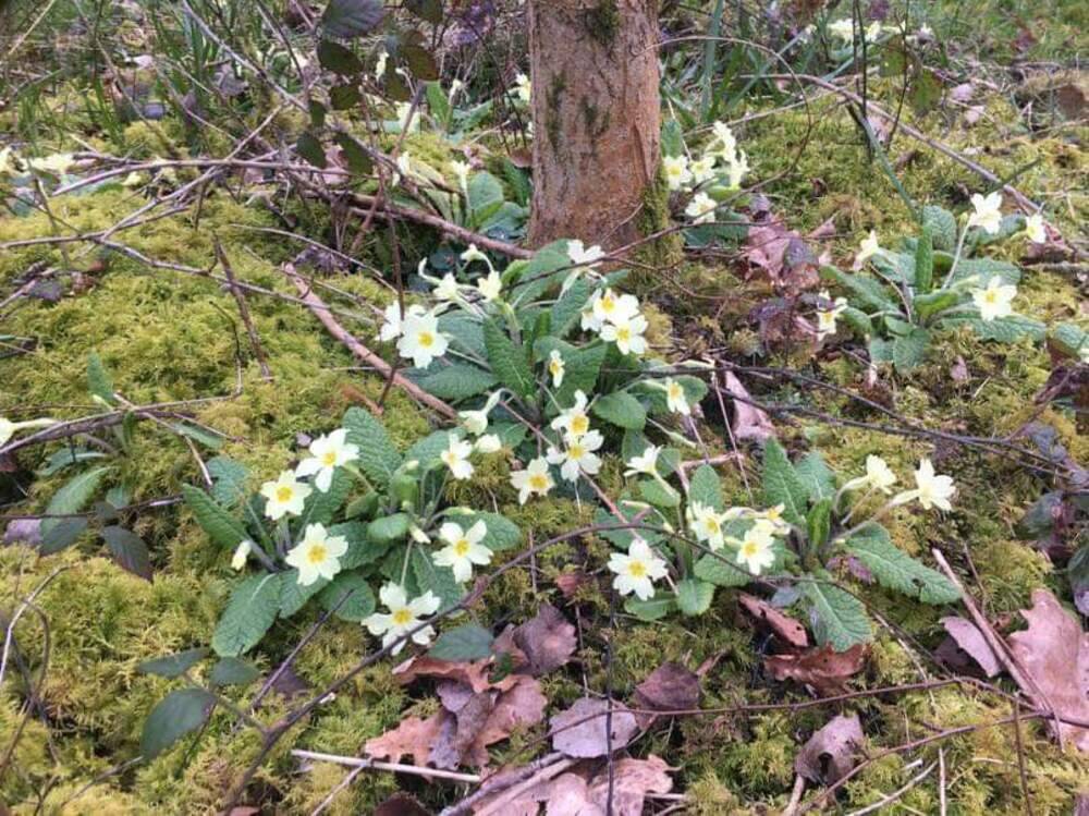 Primrose (Primula vulgaris)