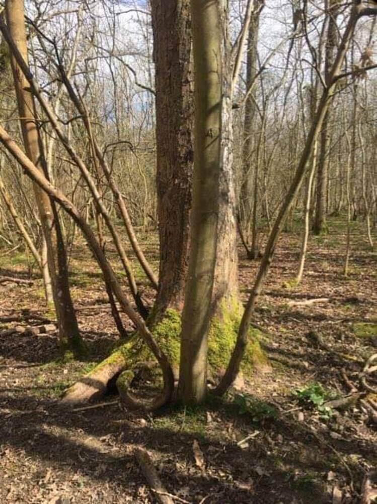 Tree shapes
