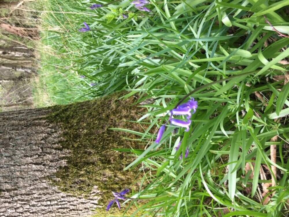 Bluebells