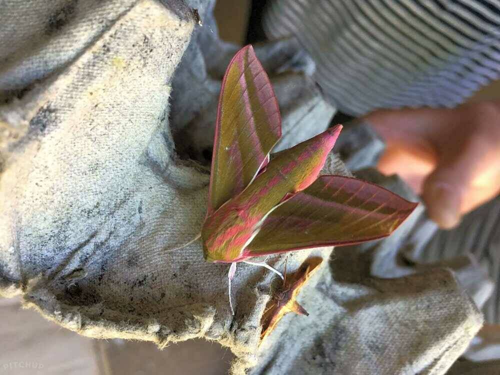 The Moths of Wolford Wood