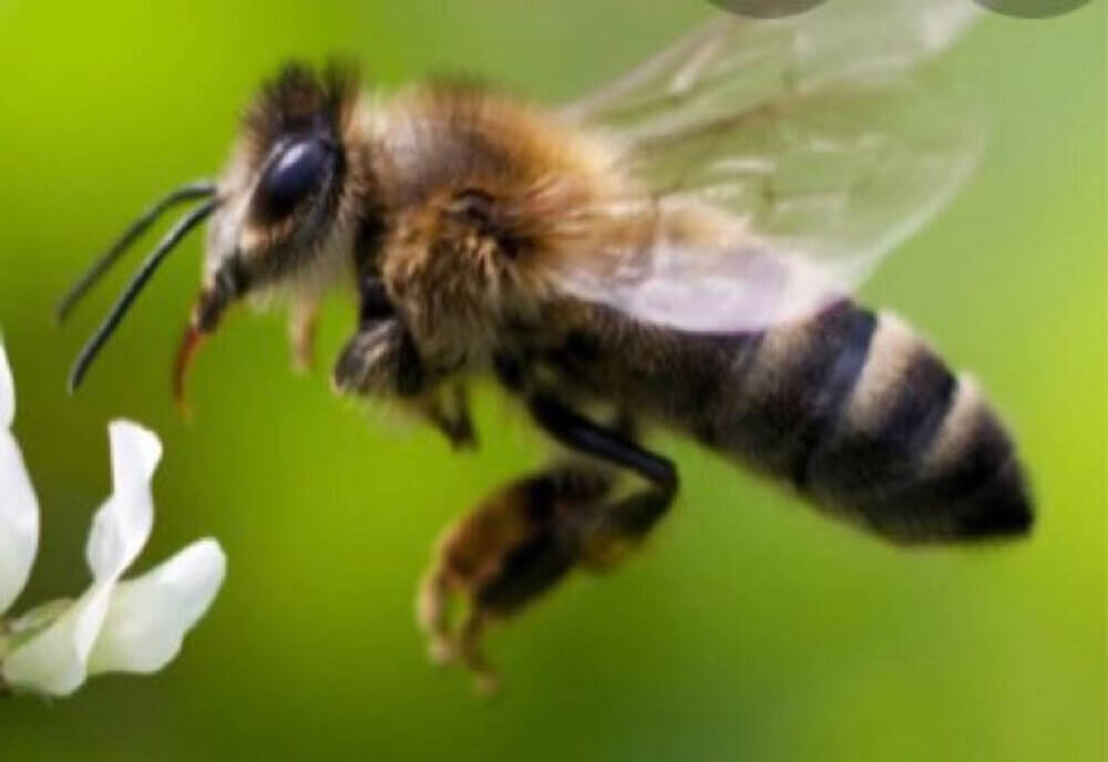 The Secret Life of Bees