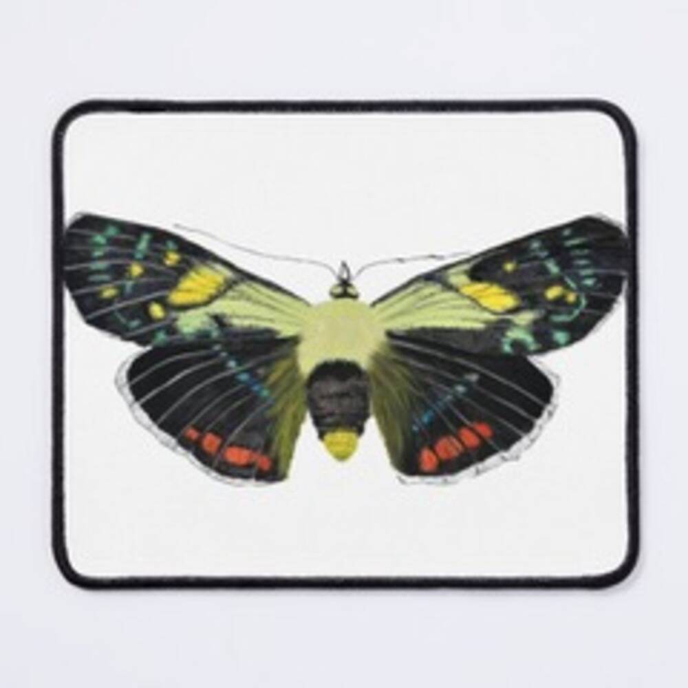 National Woodland Moth Night 2022