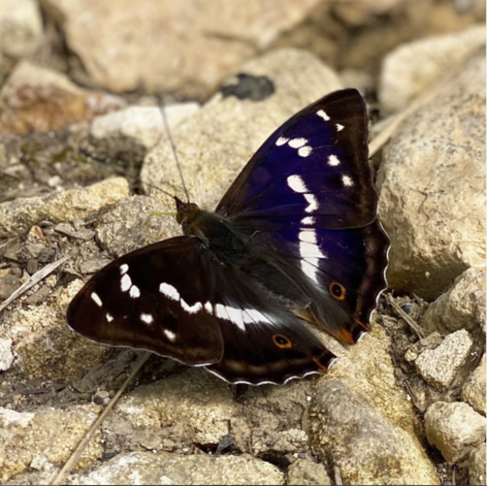 WOODLAND BUTTERFLY SAFARI